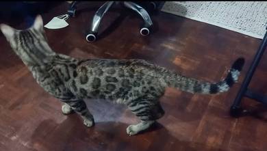 Kucing Bengal Jantan
