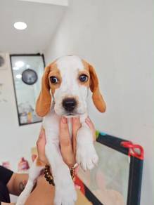 Beagle puppy female