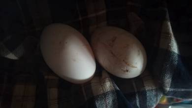 telur angsa (goose egg) 
