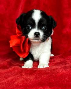 Chihuahua puppies p