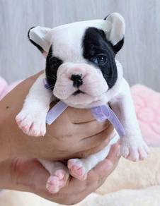 FRENCH BULLDOG PUPPIES 🌻VIP744 Boy -Girl