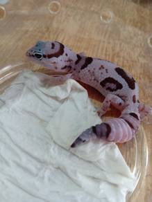 Fattail Gecko 