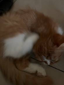 kucing parsi
