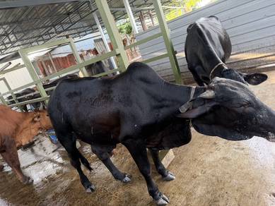 Lembu jantan sesuai buat bapa kandang