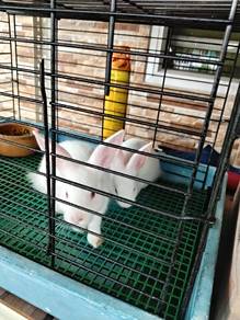 Sepasang Arnab Putih