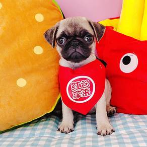 Pug
