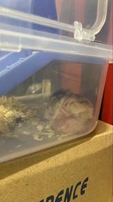 pet