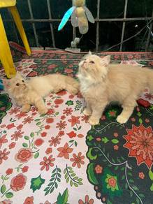 Anak Kucing Parsi