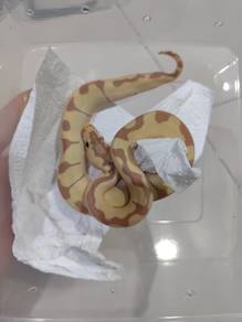 Ball phyton for sale