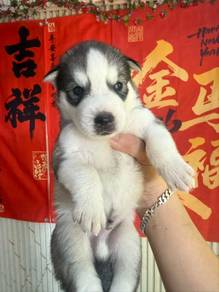 Husky