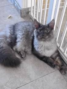 Maine Coon