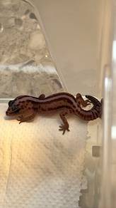 Gecko African Fat Tail