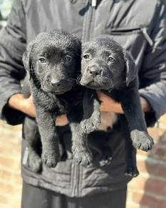 Labrador retriever 3