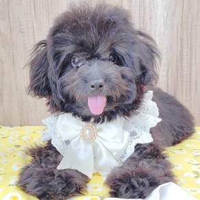 Poodle