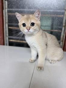 BSH Golden Shaded Kitten for Sale