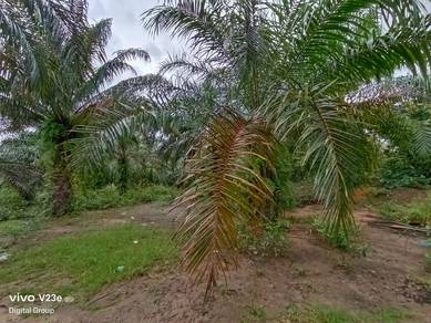 Agricultural Land in Sik, KDH