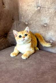 BSH Golden 