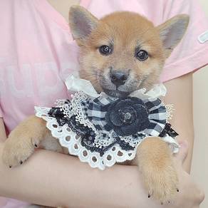 Shiba
