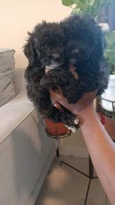 Black Poodle With White Marking 