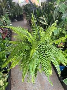 Nephrolepis Exaltata / Boston Fern