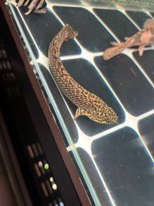 ikan bichir