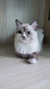 One pair of Ragdolls to be rehomed