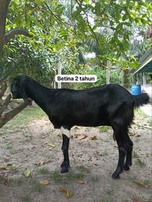 Kambing Jamlo