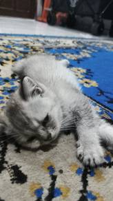 cute britisH ShorT Hair 6th Batch! to reHome