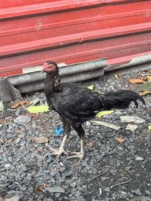 salam ayam baka 