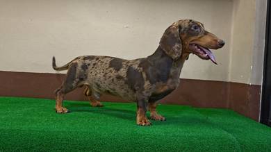 Daschund Chocolate Dapple Male