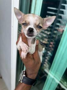 Chihuahua now available -7