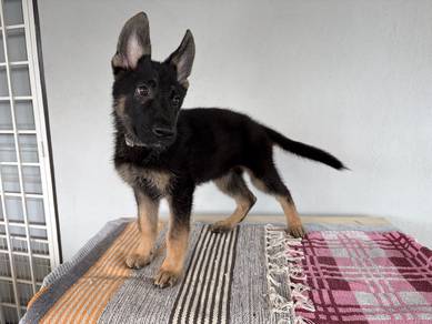 German shepherd puppy 