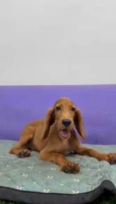 Cocker spaniel english