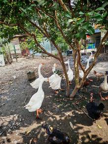 Angsa Jantan 