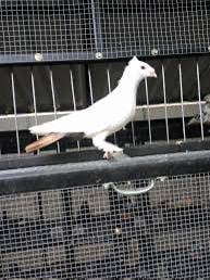 burung merpati bersikapuh
