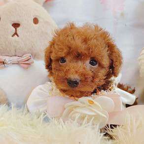 Poodle