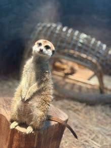 Meerkat