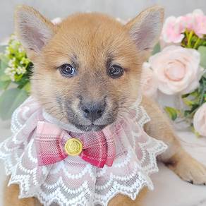 Shiba