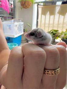 Spanish Dormouse 