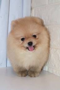 J0032 Pomeranian Cute Round Face Big Eyes Puppy
