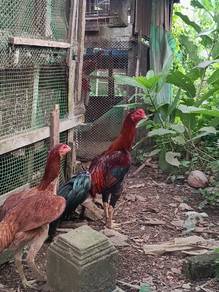 ayam sepasang