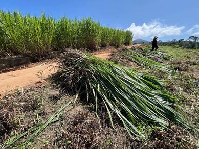 Rumput Napier Fresh Cut