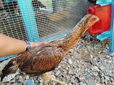 ayam pama betina
