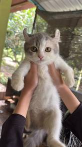 American curl mic bsh
