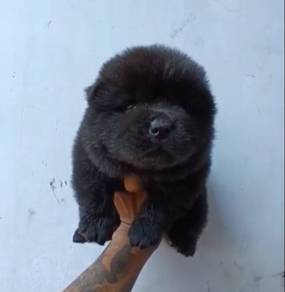 Chow Chow Black Male