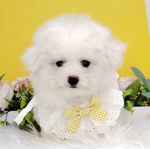 Maltipoo