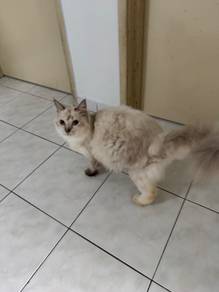 Maine coon mix