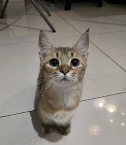 munchkin kitten short leg