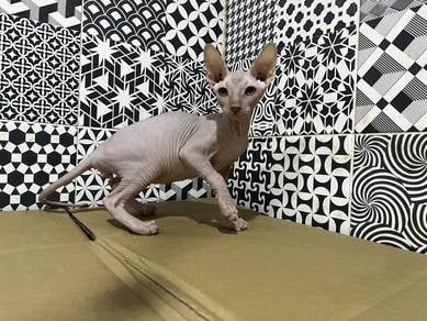sphynx kitten sphynx baby kucing sphynx comel