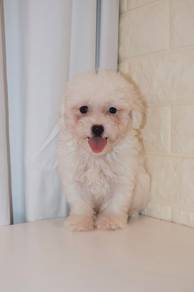 J0575 Poochon Cute Baby Face Teddy Bear Puppy